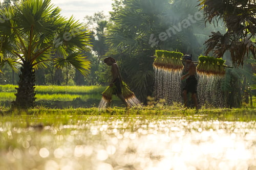Preview: Farmers and their lifestyle of rice farming based on the seasons
