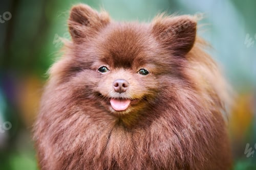 Preview: Pomeranian Spitz dog in garden, close up face portrait