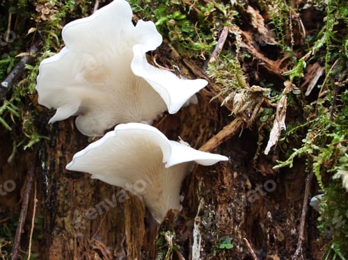 Preview: Mushrooms found in Japanese forests