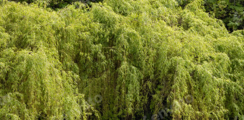 Preview: Green Vibrant Tree. Sunny Spring Day. Canadian Nature Background.