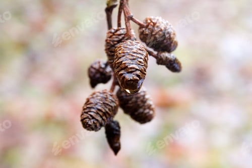 Preview: Small Pinecones