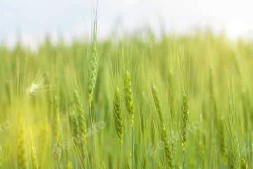 Preview: Green Wheat field