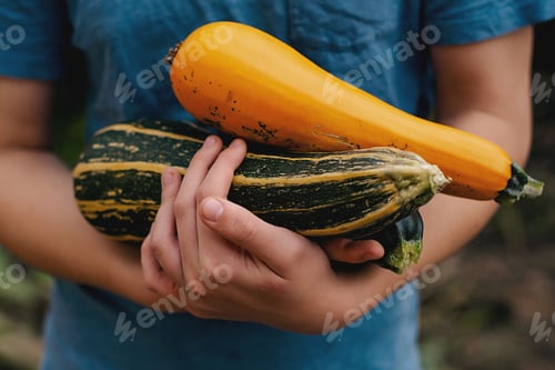 Preview: Hand holding a bunch of zucchini, a summer squash, a natural food ingredient