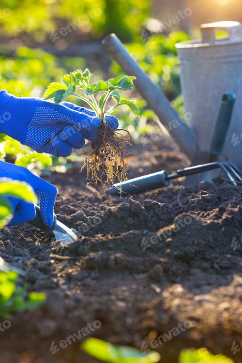 Preview: planting strawberries in the garden