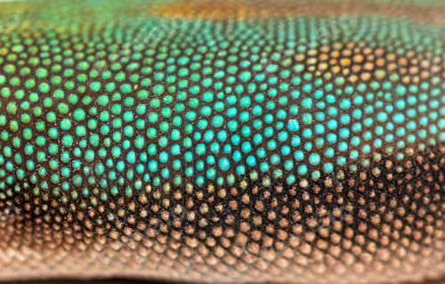 Preview: Details, macro of scales of gold dust day gecko, Phelsuma latica