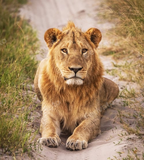 Preview: A Beautiful Botswana Wildlife in picture of World