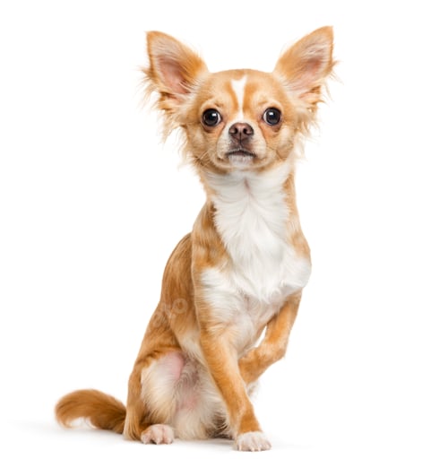 Preview: Chihuahua, 9 months old, sitting in front of white background