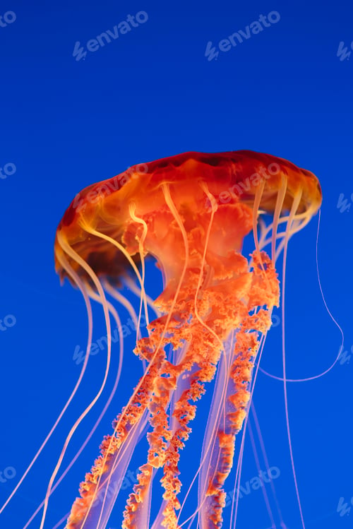 Preview: Black sea nettle jellyfish, Chrysaora fuscescens,scyphozoa, underwater in the Monterey Bay Aquarium.