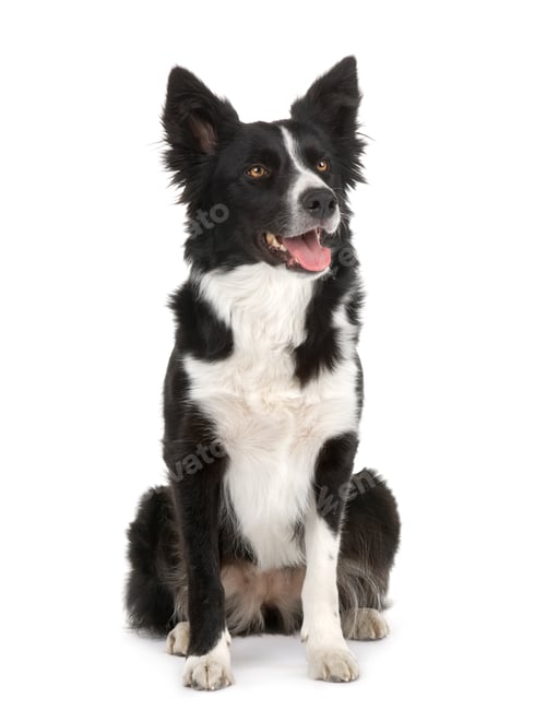 Preview: Border Collie (2 years)