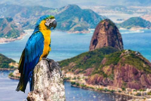 Preview: Blue And Yellow Macaw In Rio De Janeiro, Brazil