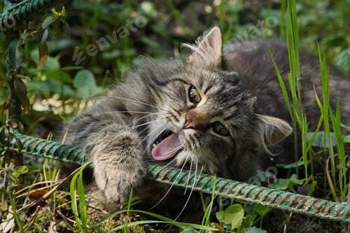 Preview: Striped young cat with beautiful eyes in the garden