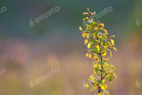 Preview: Close-up of lit by summer sun isolated fruit pear or apple tree brunch with spider thread on green