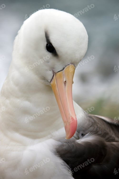 Vista previa: Black-browed Albatross - Falkland Islands
