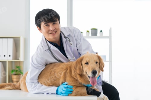 Preview: Young asian male veterinarian is sitting and hugging the cute golden retriever dog in clinic.