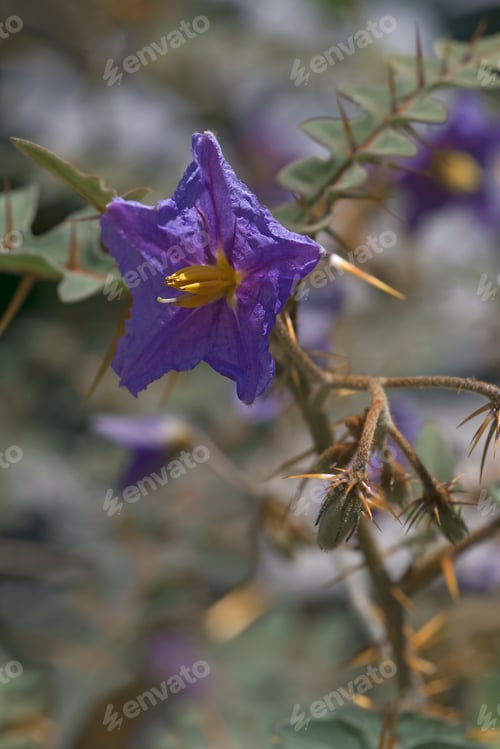 Preview: Porcupine Tomato (Solanum Pyrocanthos)