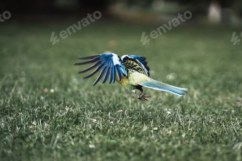Preview: parakeet taking flight