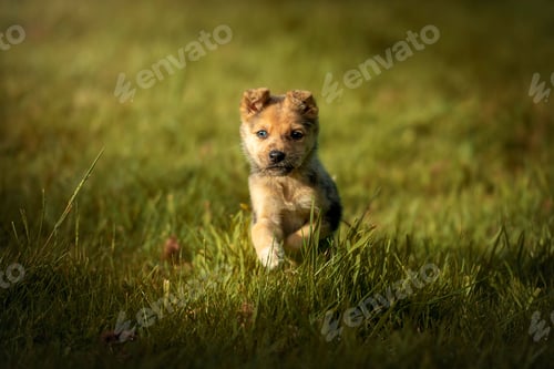 Preview: Portrait of a mongrel puppy running in a field