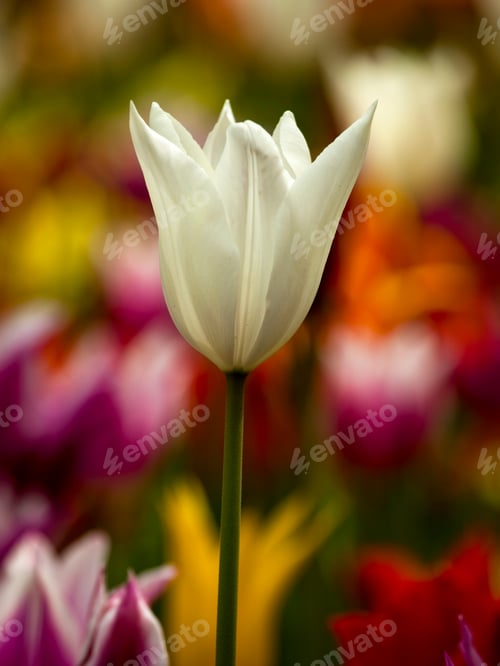 Preview: Colorful tulips