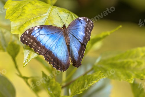 Preview: Common Morpho Butterfly