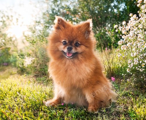 Preview: young pomeranian in nature