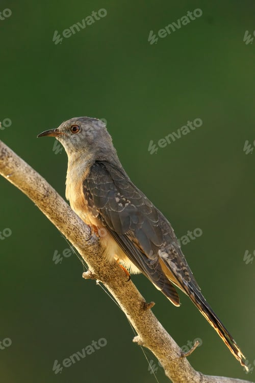 Preview: Male Plaintive Cuckoo perching on tree branch