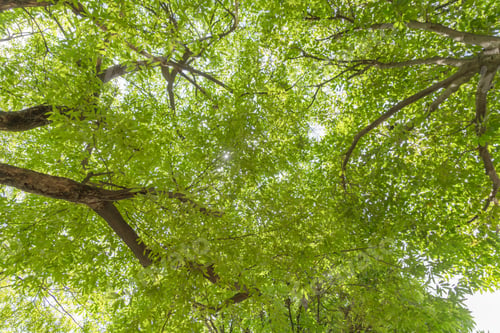 Preview: Lush green trees in tropical forest. Nature landscape background.