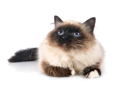 Preview: birman cat in studio