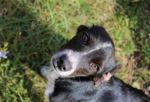 Preview: Cute dog