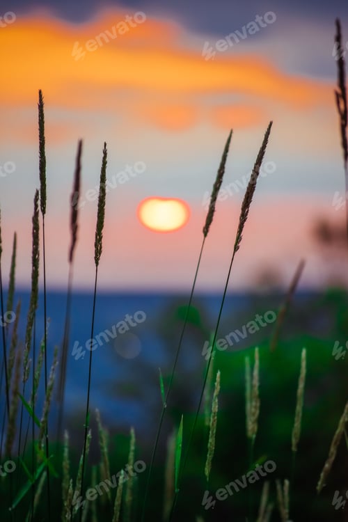 Preview: Vertical shot of the golden sunset visible through spikelets growing in the field