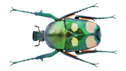 Preview: Beetle specimen on white background.