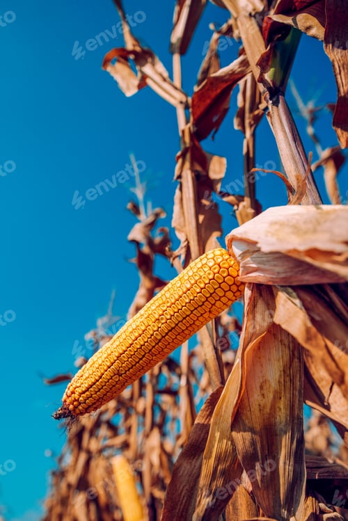 Preview: Ear of corn ready for harvest