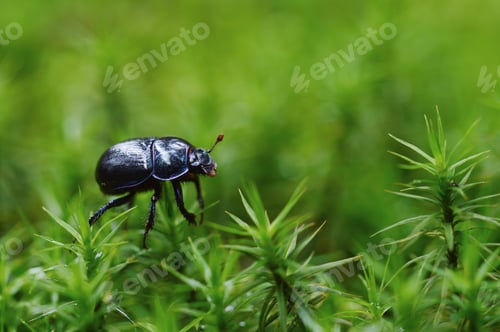 Preview: Closeup or macro of a beetle or bug in moss in the forest