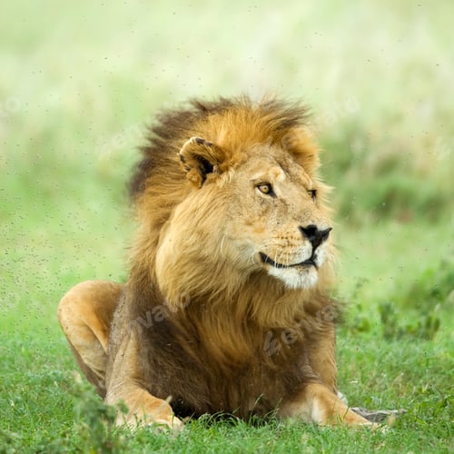 Preview: Lion lying down in the grass in the Serengeti reserve