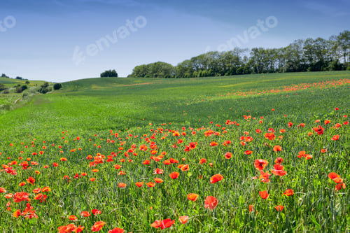 Preview: Wheat fields with poppies in early summer. A photo of poppies in the countryside in early summer.