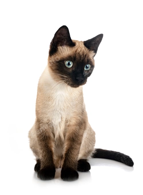 Preview: siamese cat in studio