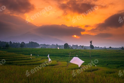 Preview: indonesia beauty landscape paddy fields in north bengkulu natural beautiful morning view from asia