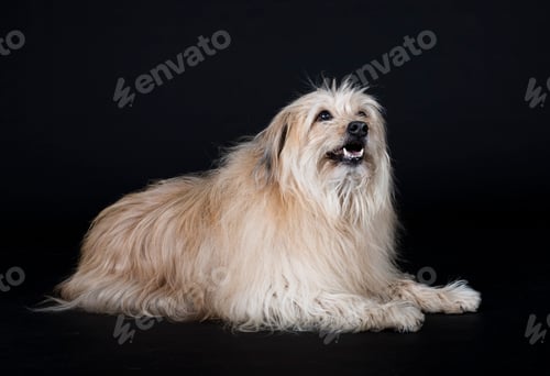 Preview: Pyrenean Sheepdog in studio