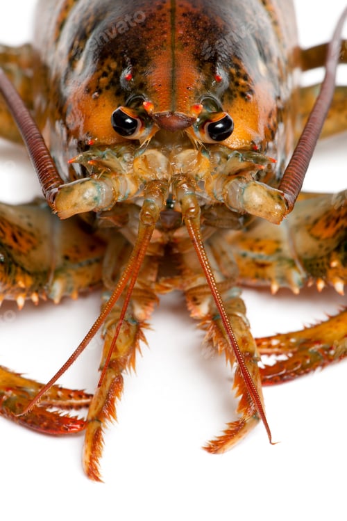 Preview: Close-up of American lobster, Homarus americanus, in front of white background