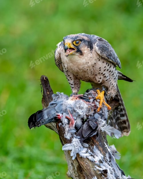 Preview: Falcon with Prey on a Branch