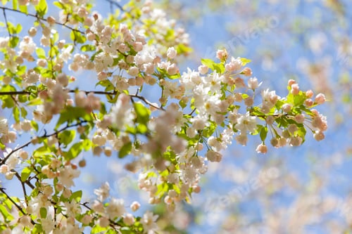 Preview: Cherry blossom branch of a tree, spring season has started