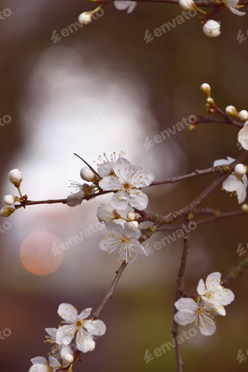Preview: serene white spring blossom on a twig