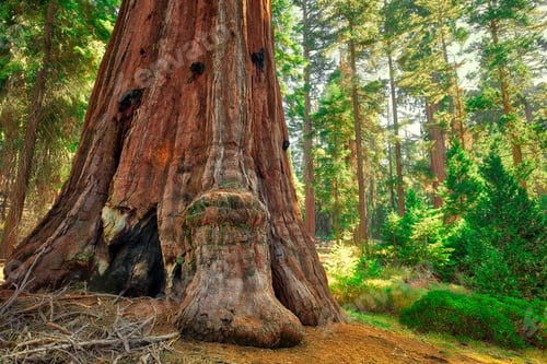 Preview: Giant Sequoia Trunk, General Grant Grove, Sequoia & Kings Canyon National Park