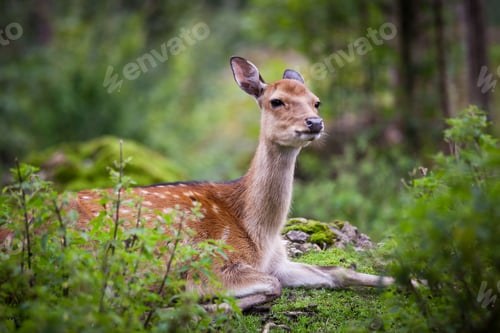 Preview: sika deer (lat. Cervus nippon) doe