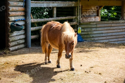 Preview: little pony in stables , animal farm in English countryside. Countrylife. organic farm.