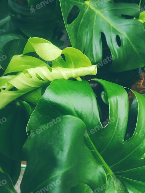 Preview: monstera texture and background