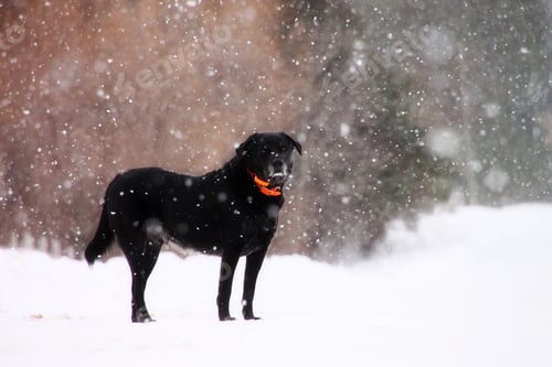 Preview: Black lab standing on a snow covered country road while on a walk during a pretty snowfall.