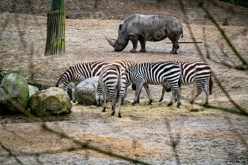 Preview: rhino and zebras near a water hole in zoo