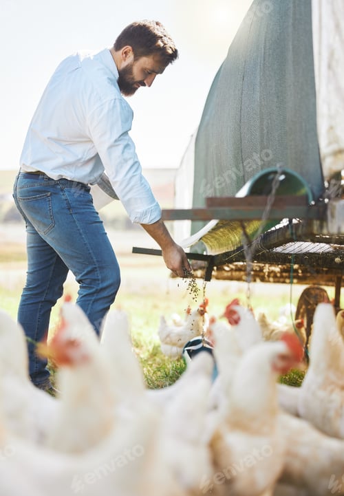 Preview: Farmer feed chicken, farming and man outdoor, poultry and healthy livestock, diet and free range ag
