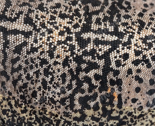 Preview: Scales details of a Sauromalus ater - common chuckwalla, macro p