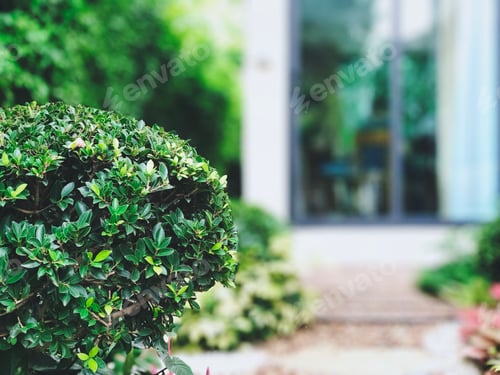 Preview: Bush of tree in the garden